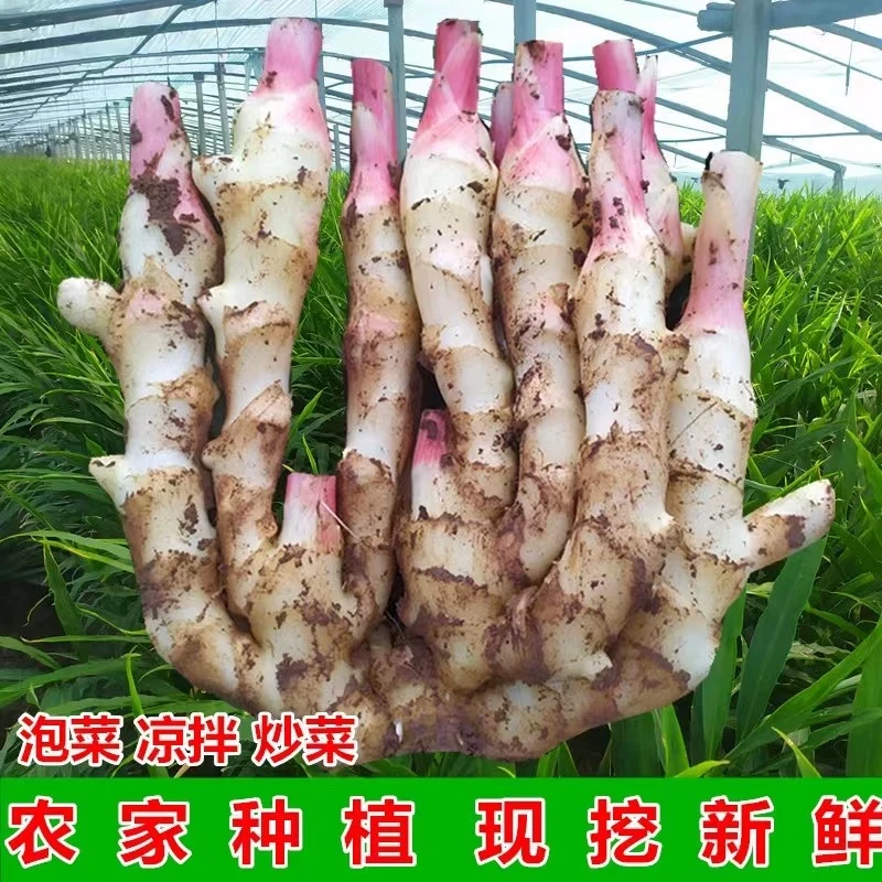 顺丰 京东发货 新鲜红芽嫩姜可醋泡可泡菜的优质生姜净重5斤
