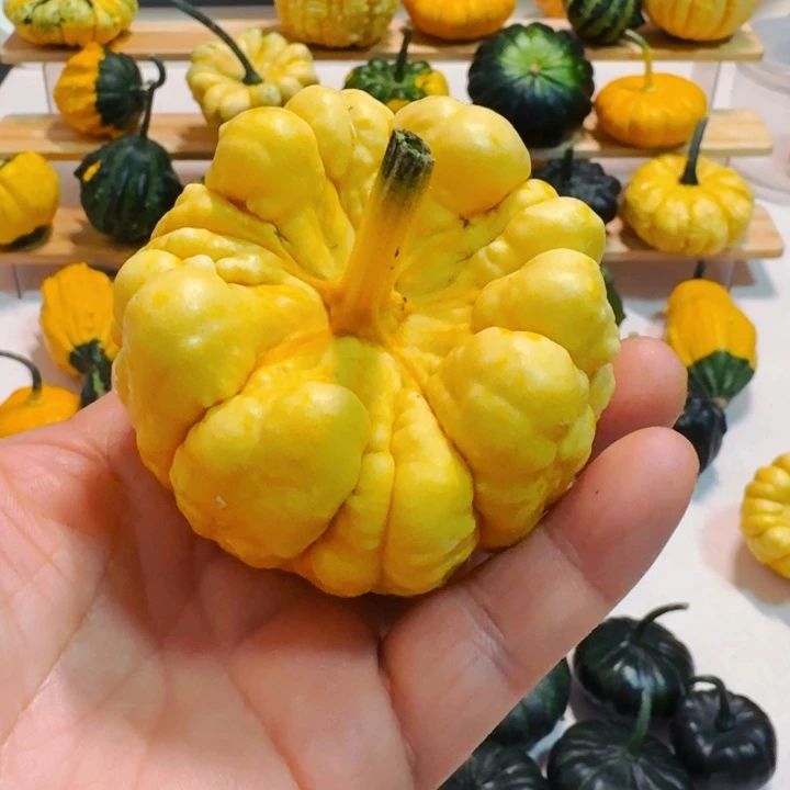 云**亲墨西哥七彩葫芦青皮