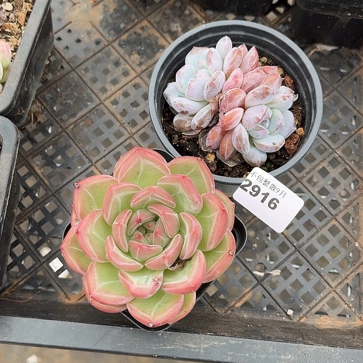 阿雅园艺。          2916