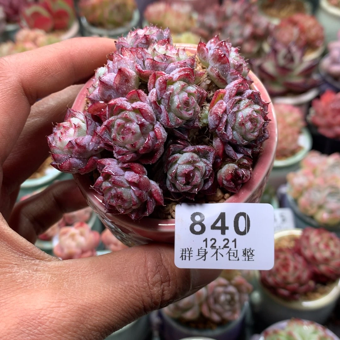 精控拇指盆12.21840