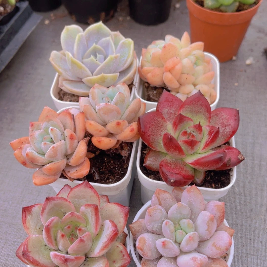 半夏组合套餐托土6盆 4-5cm