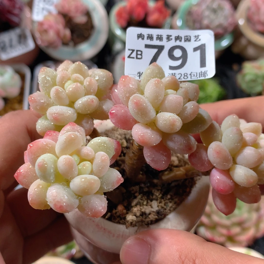 5CM拇指盆精控多肉ZB791