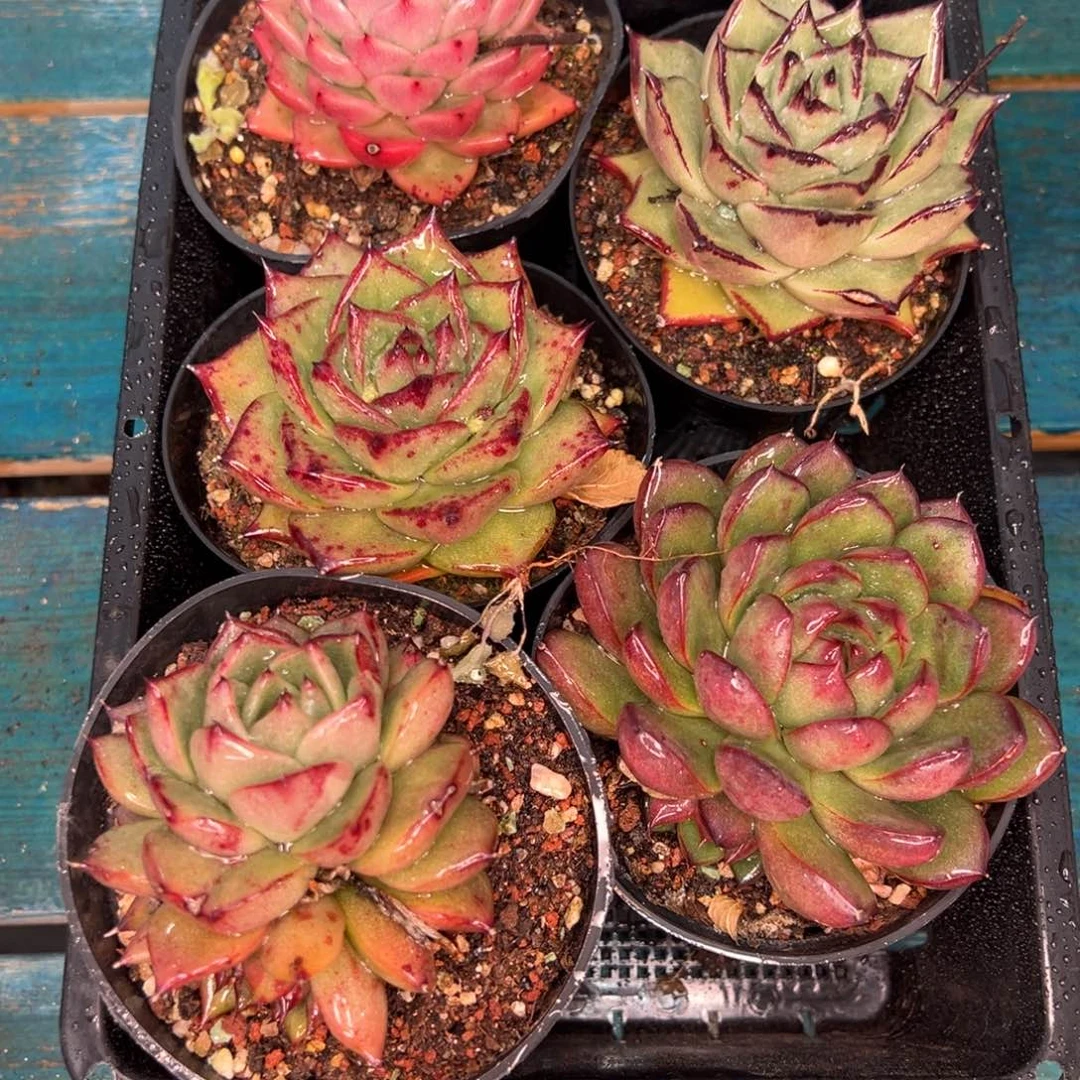 从前慢多肉精选编号0121.189