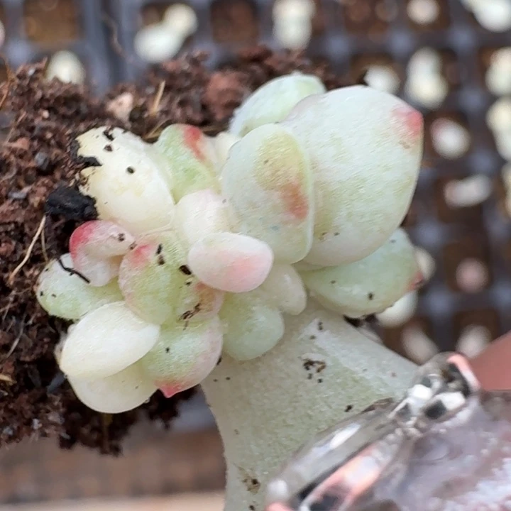 花斑鹿群生一物一拍254