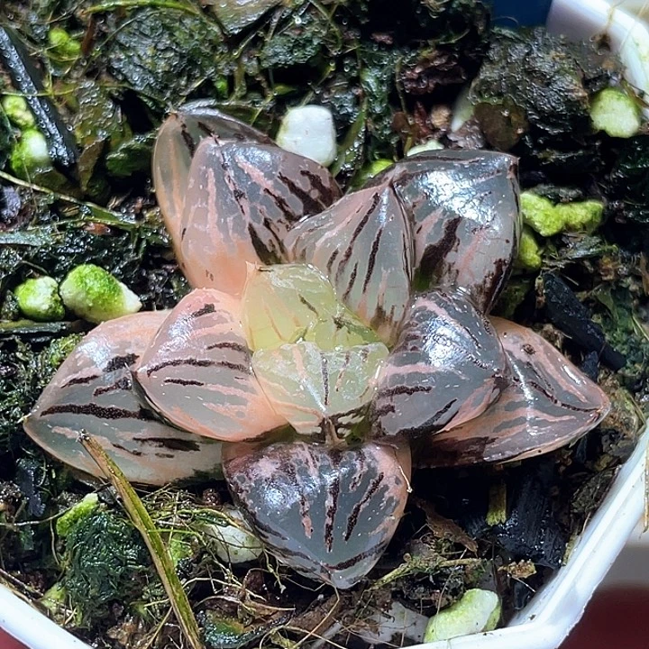 861赤焰玉露锦特选福利