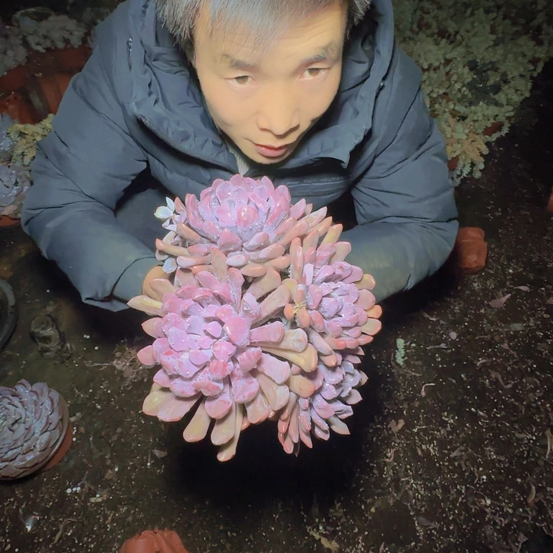 盆栽丘比特多肉1颗