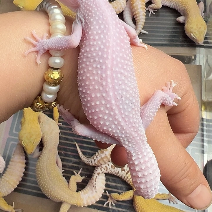 豹纹守宫雪花白骑士成体母