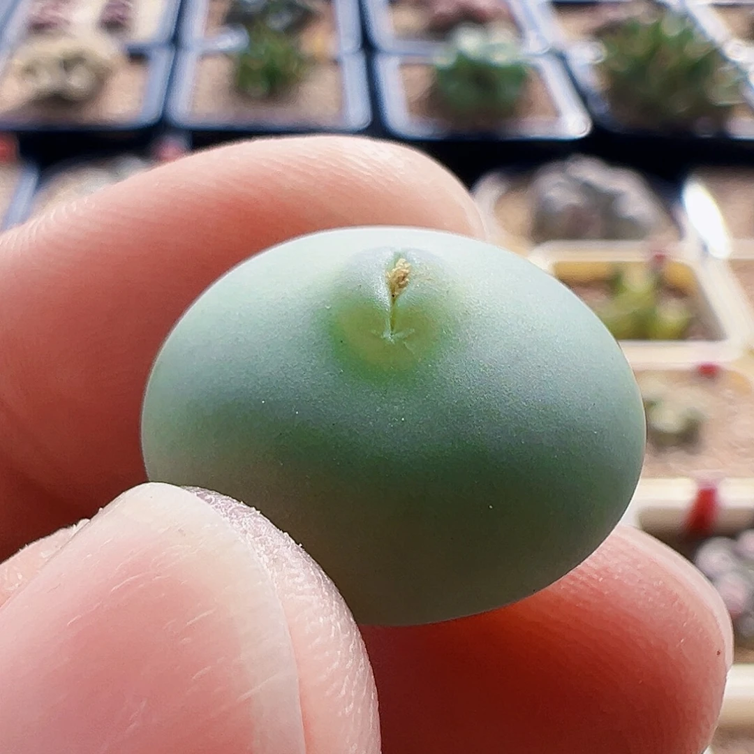 无花朵嘟嘟嘴大g，分株