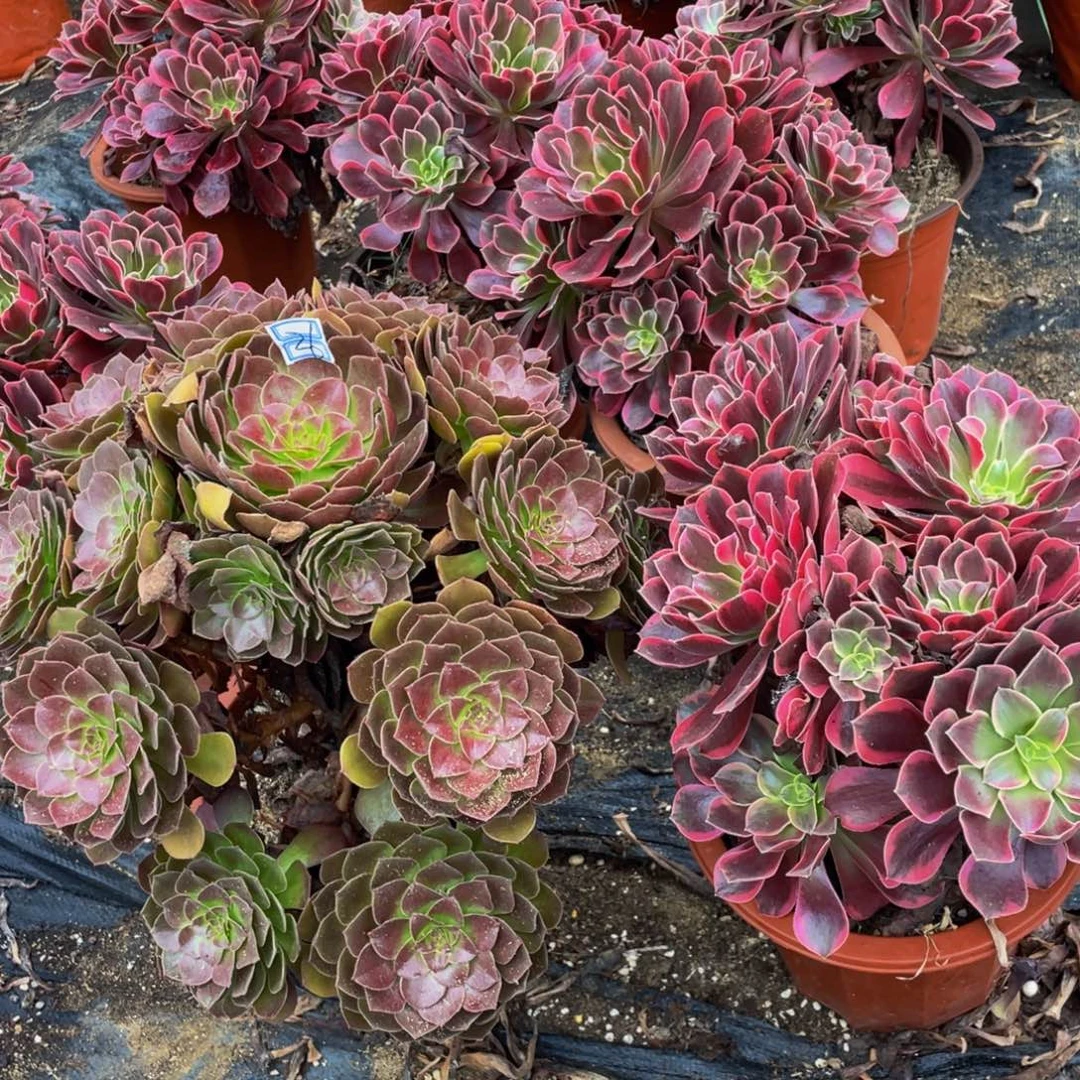 小***哥一对不包断枝造型26鲜花