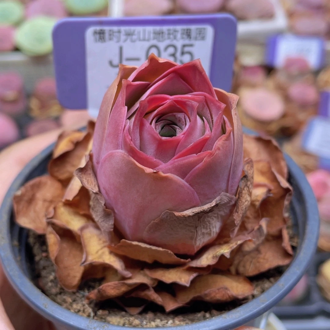 山地玫瑰J035裸根发货不售后