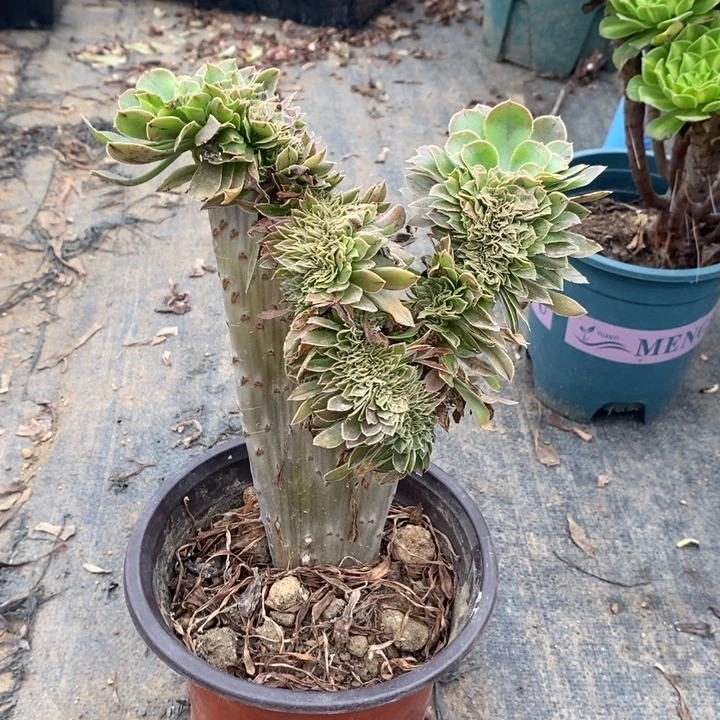 原始绿缀多肉植物013