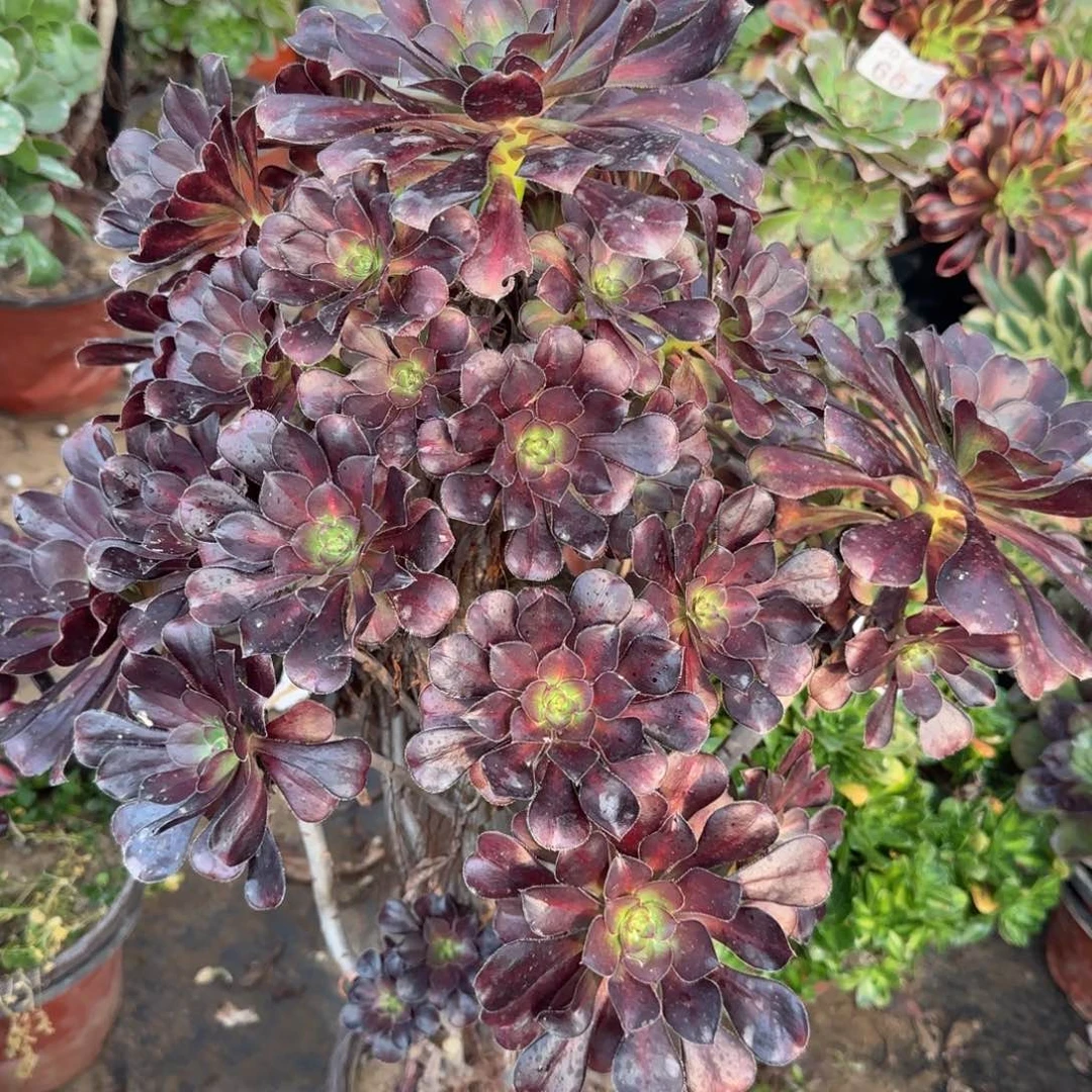 晚霞三年桩207满20包邮断枝不包