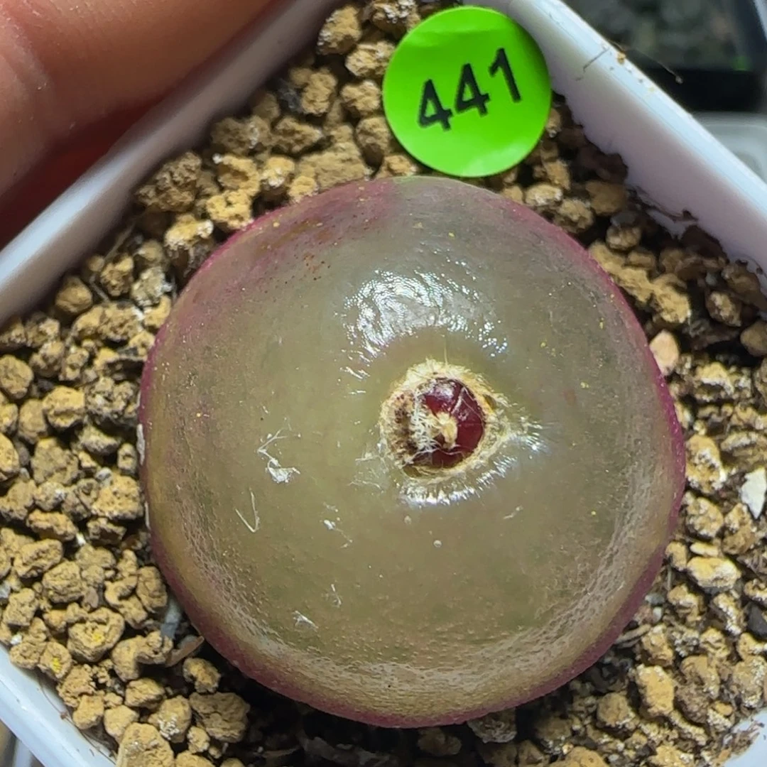 灯泡2.9+多肉植物441