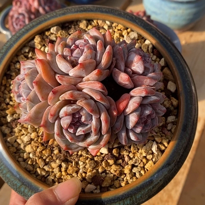 五头精控全帕小脸