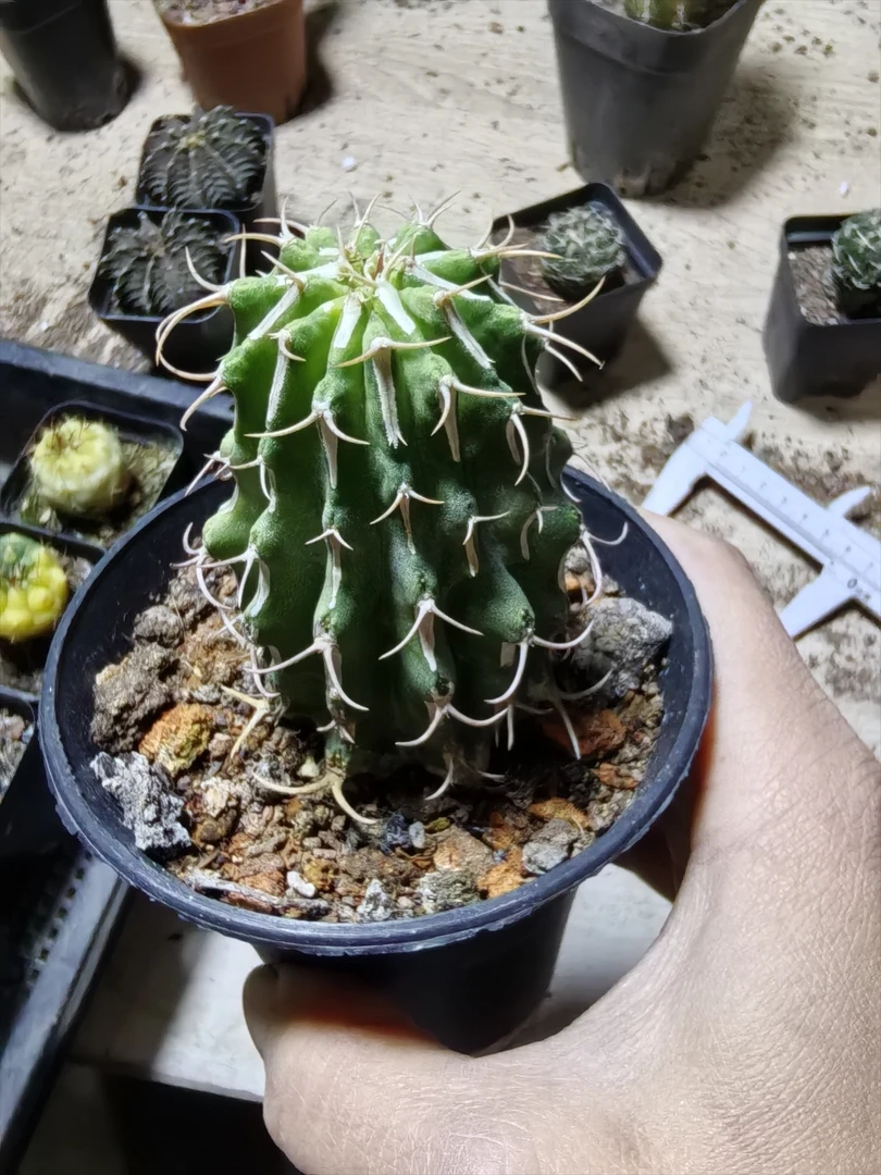 牛角麒麟自根仙人球麒麟科