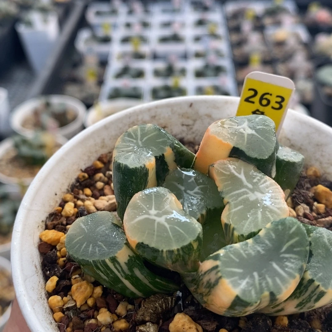 不开花植物263万象十二卷多肉植物