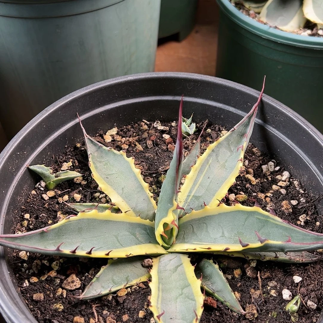 园***丁无花朵多肉植物史卡巴锦