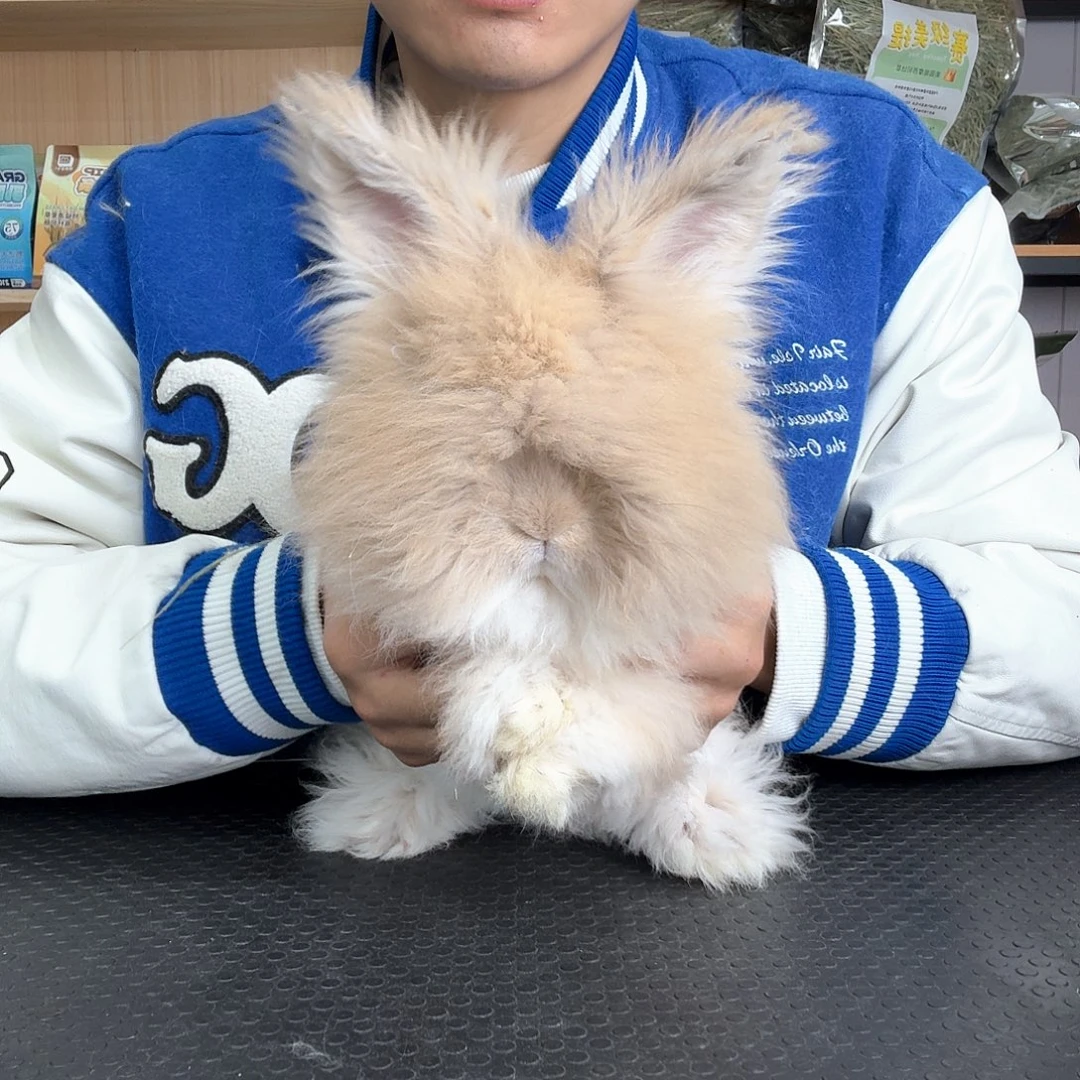 安哥拉黄色弟弟 安哥拉