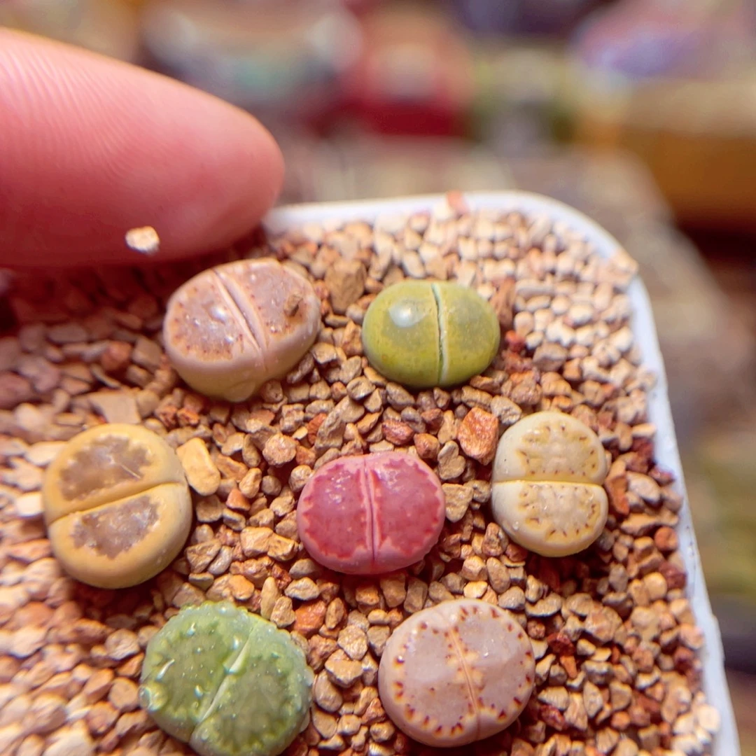 430号daippenbaoyoufahuo