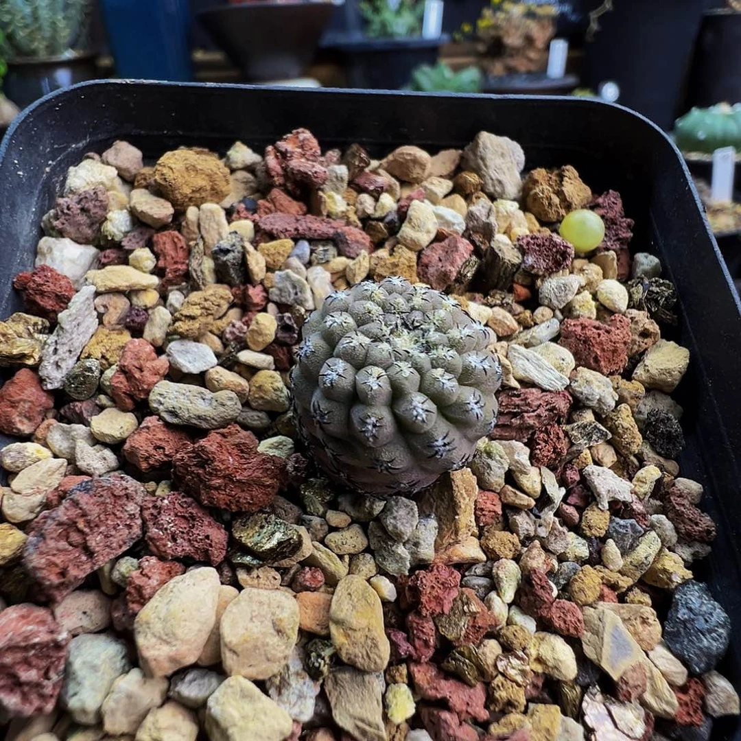 黑刺豹头带盆发货