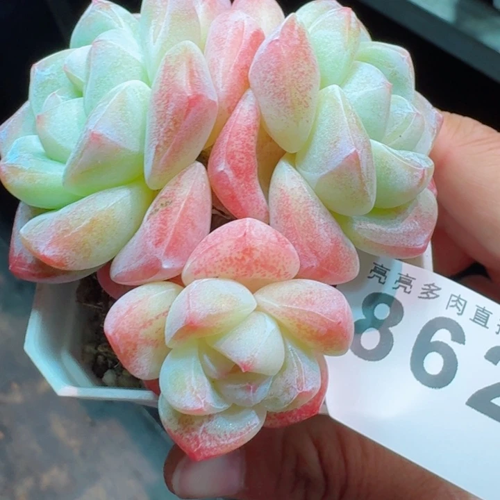 冰玉模特         精控精养多肉植物