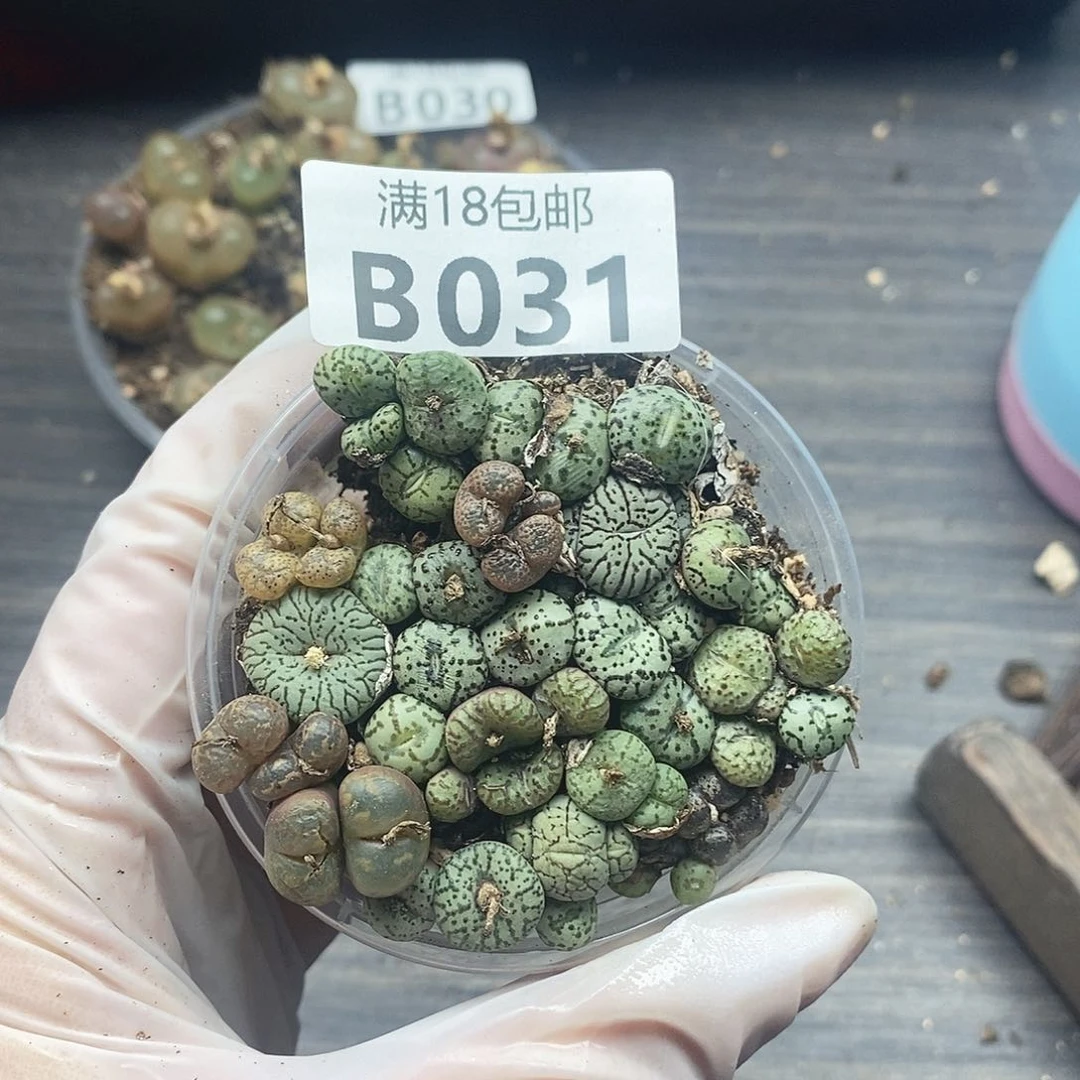 31啊啊啦啦啦啦啦啦