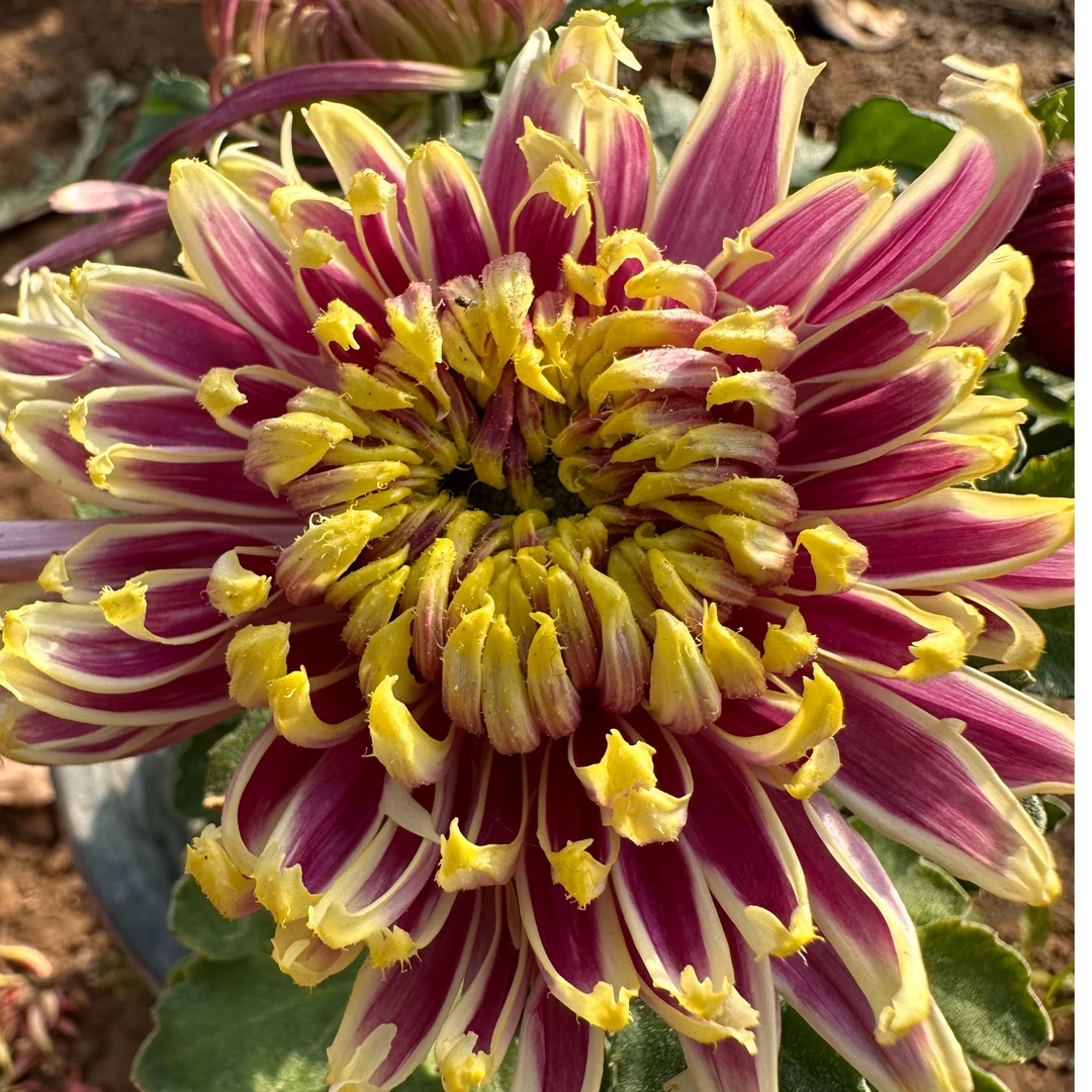 【天门锦莲】花中精品稀有大花富贵菊花盆栽九月菊 开花漂亮耐寒