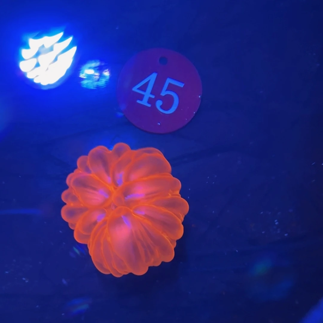 万鱼来朝海水观赏