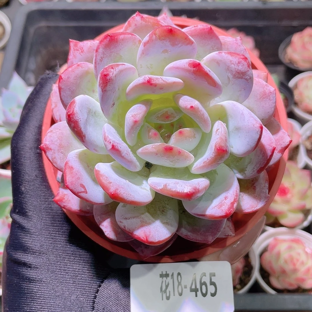 花利美18-465橙梦露