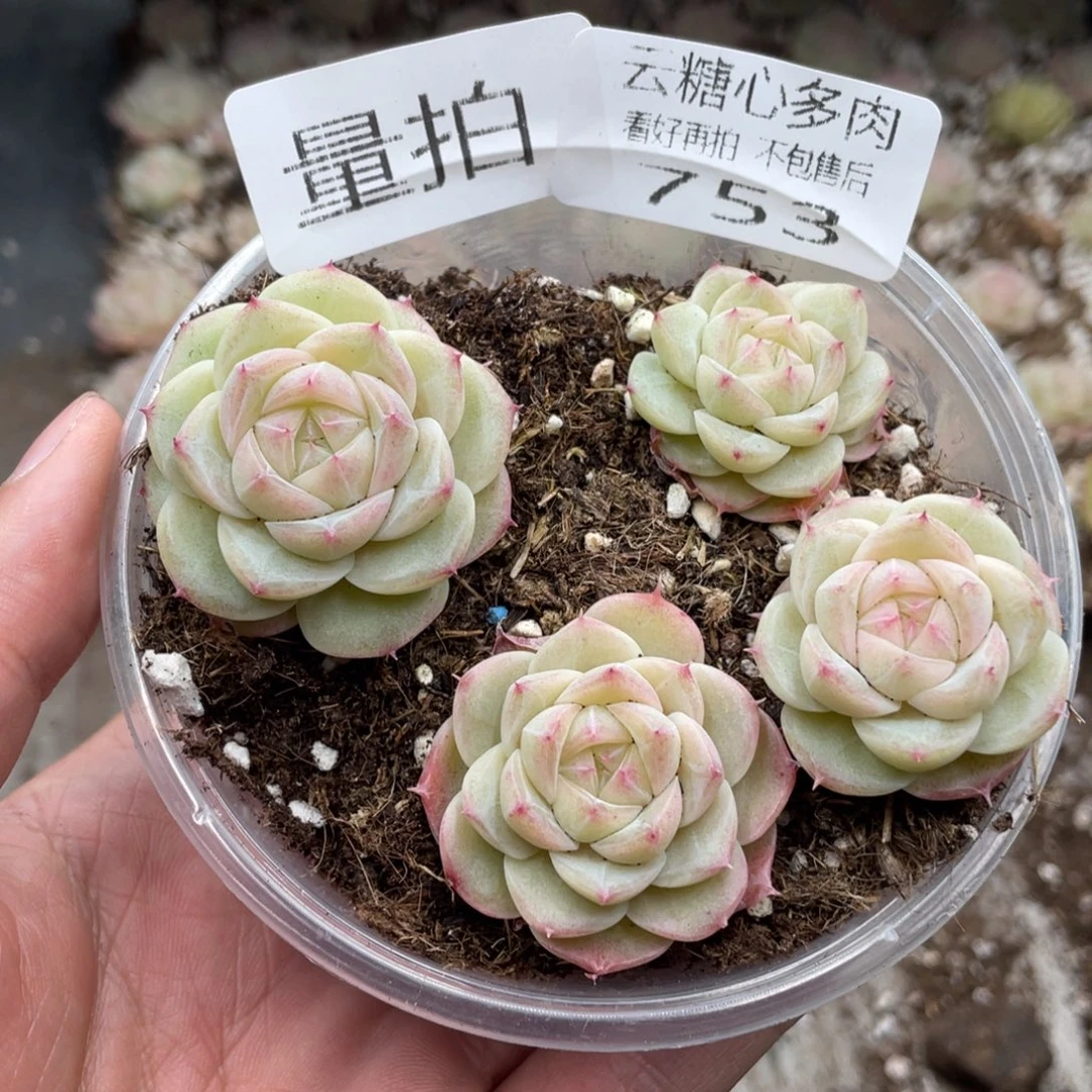 云糖心多肉植物753