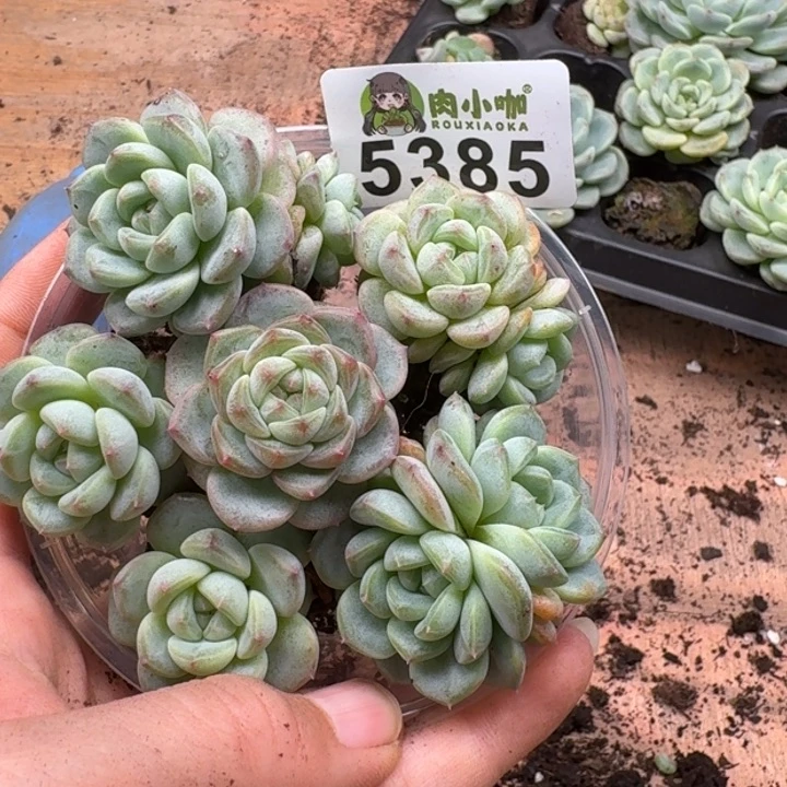 多肉植物多肉植物