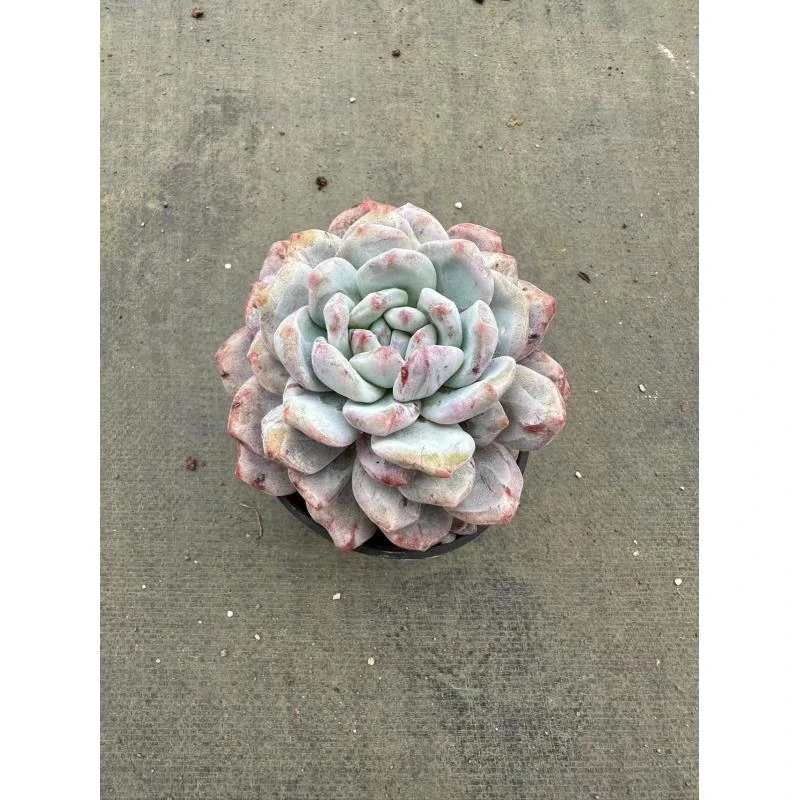 12#橙梦露石化单头多头混发 多肉植物      前男友精品多肉