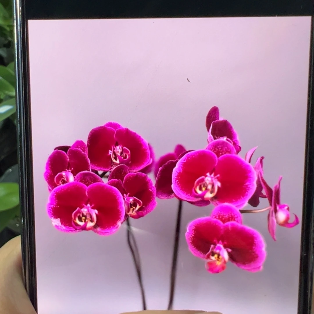 当前无花栽培后可以开花双剑天后一号，凑单发货