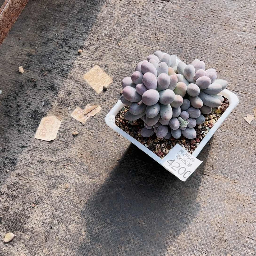 9号我们的确是4200