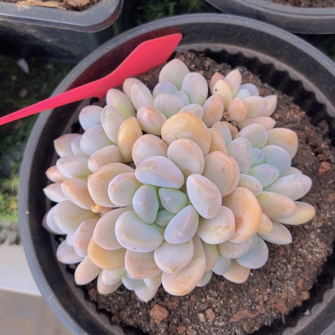 香玉的故事是一个人的故事