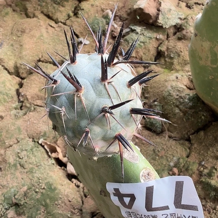 无花朵774炭黑刺习东五