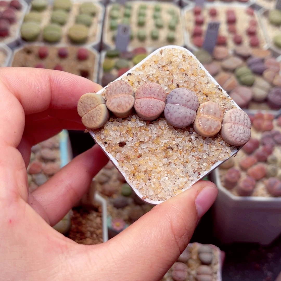 511号带盆包邮发货