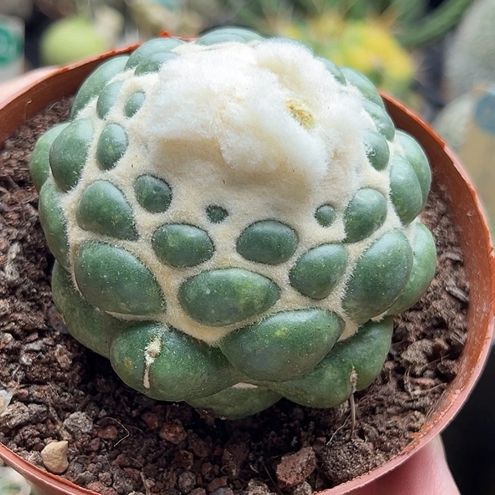 自根无刺象牙7.5cm