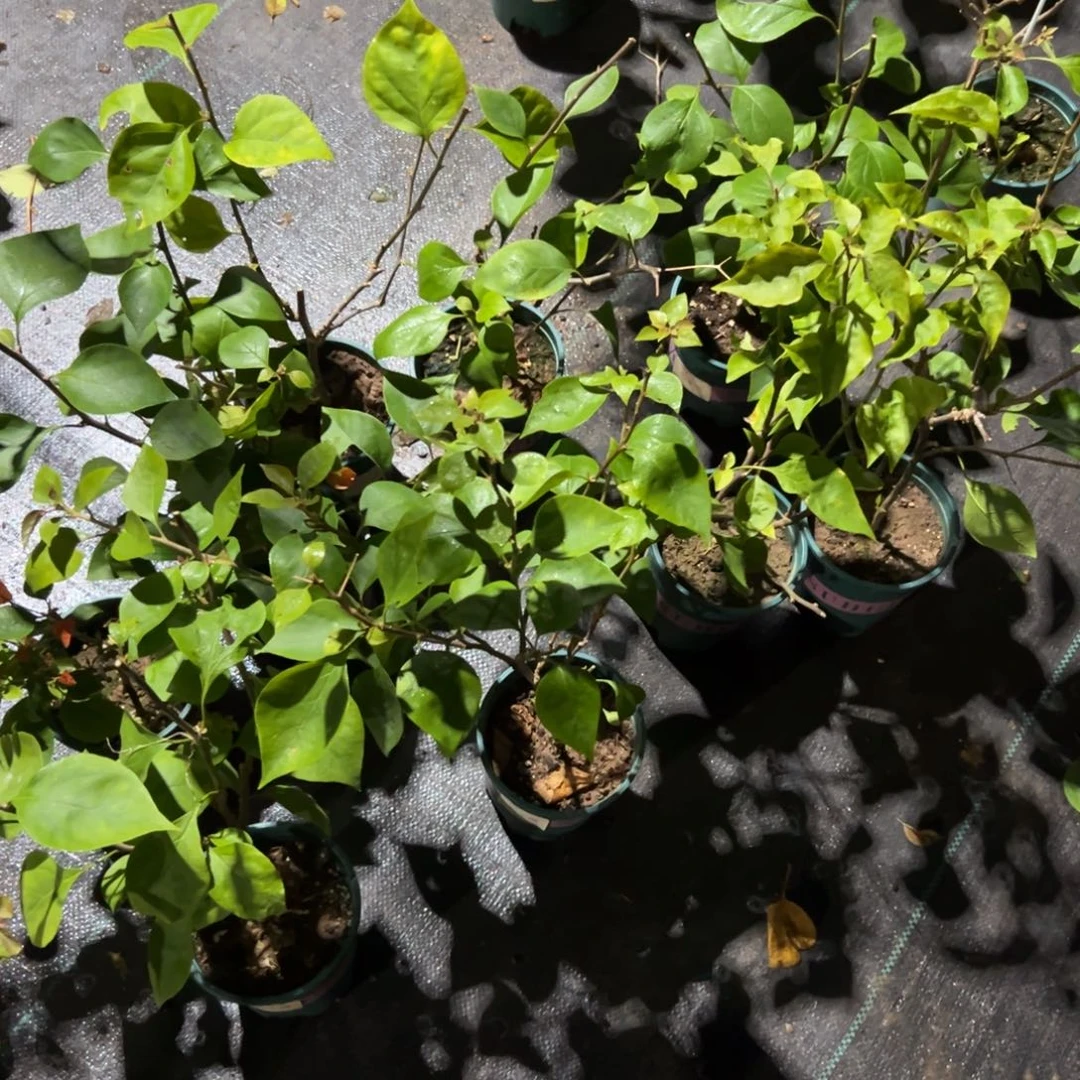 无花朵【阿珠娜一棵】随机发货福利款不售后