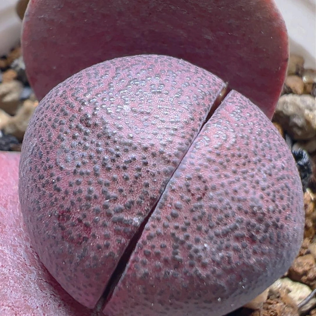 43多肉植物百科知识