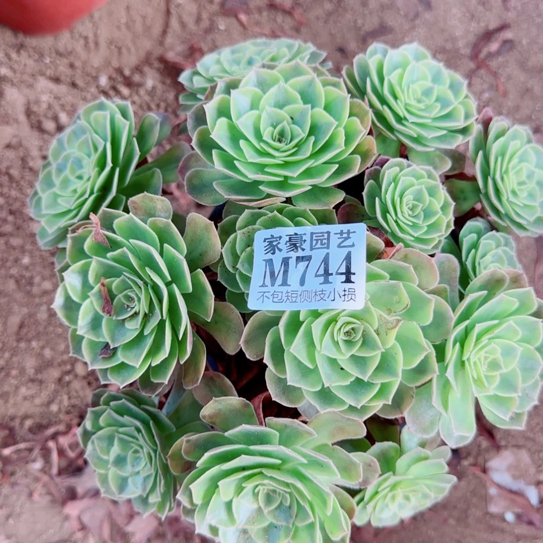 雨荷发师744冠幅25