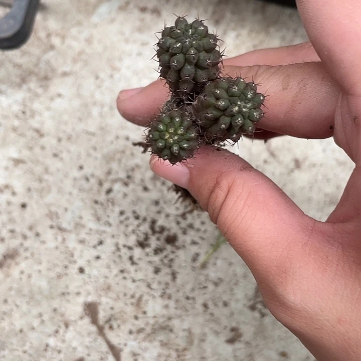 我***豆三头豹头仙人球植物