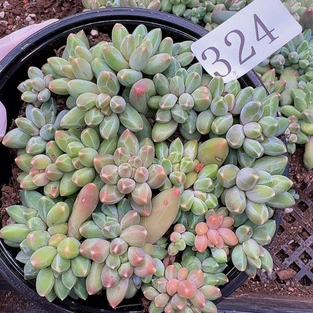 多肉植物多肉植物324