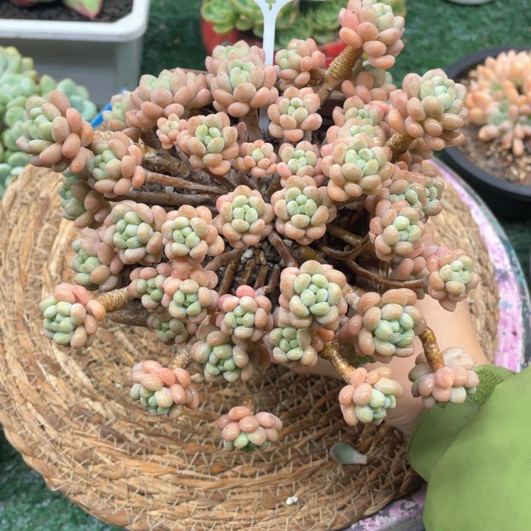 达芙妮一物一拍28包邮非偏远