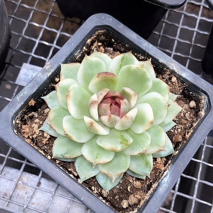 一***一黑水晶锦多肉植物