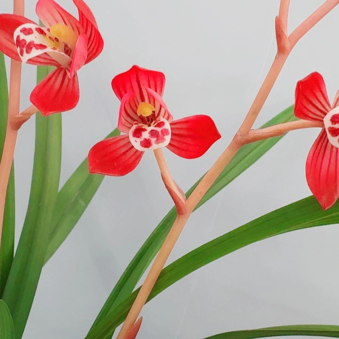 (盛世红荷）红花建兰红荷花卉适合桌面盆栽室内办公室绿植