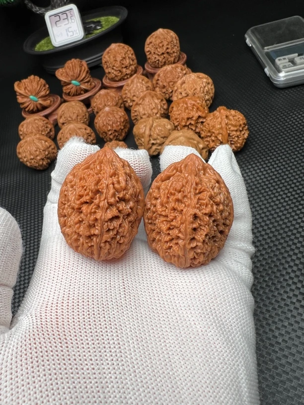 大蒜头34尺肚38高41