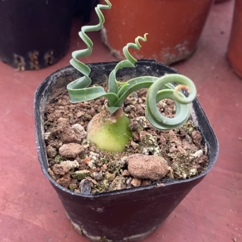 宽叶弹簧草7仙人球