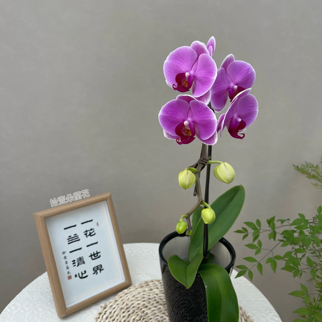 蝴蝶兰【无与伦比】3寸开花株