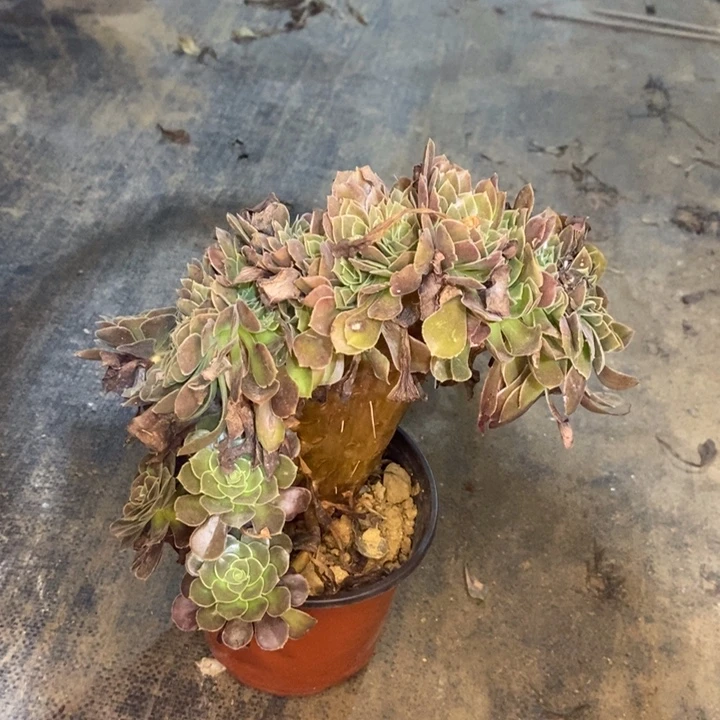 荷兰玫瑰缀多肉植物035